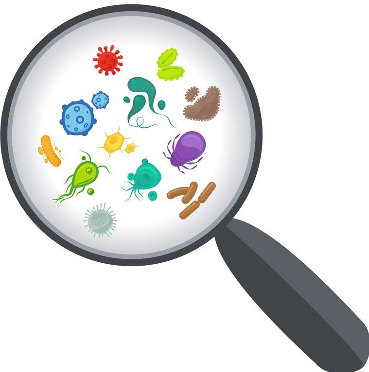 Barát vagy ellenség? Hogyan határozzunk baktériumokat a gyakorlatban