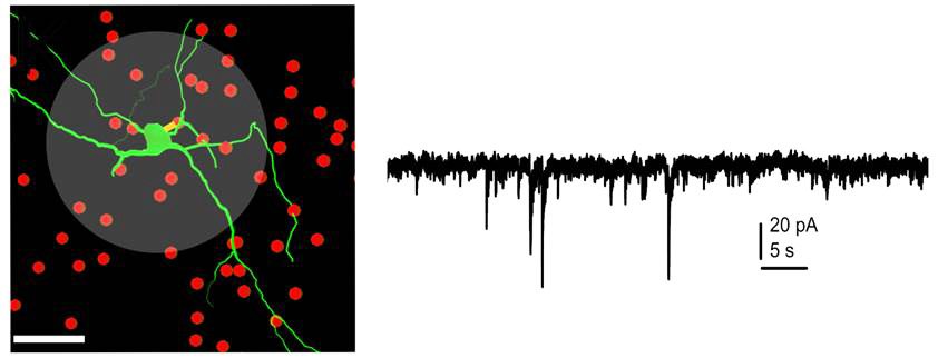 Legendás idegrendszeri sejtek és megfigyelésük