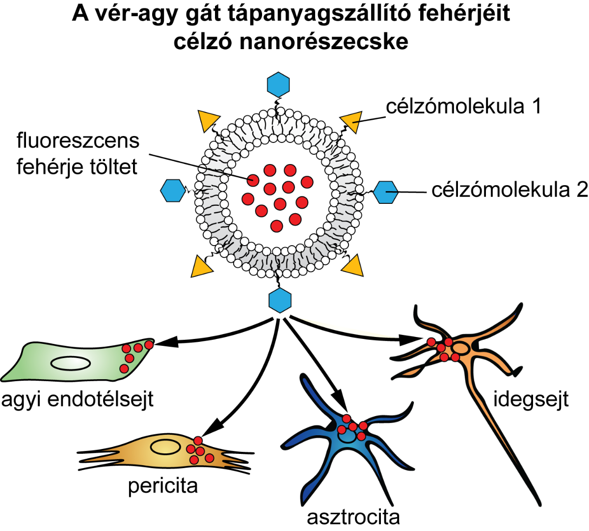 Nanopartikulumok az idegrendszeri betegségek gyógyításában