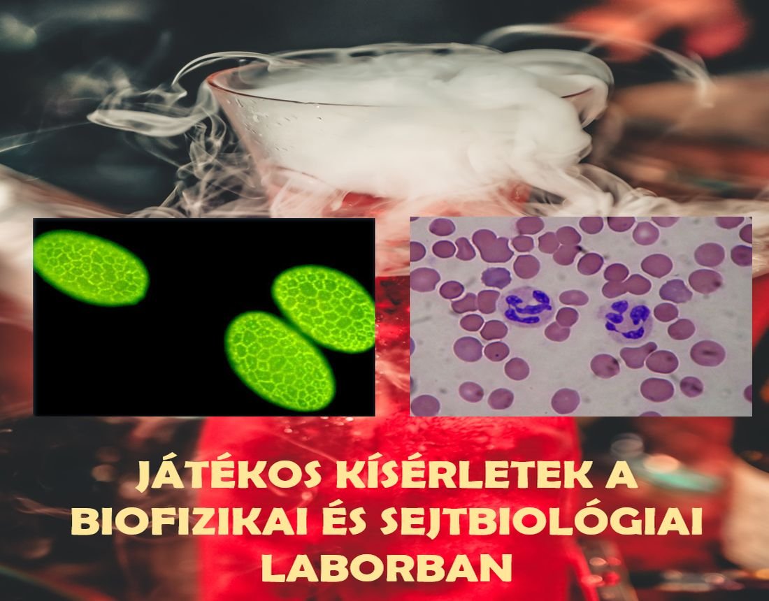 Játékos kísérletek a biofizikai és sejtbiológiai laborban