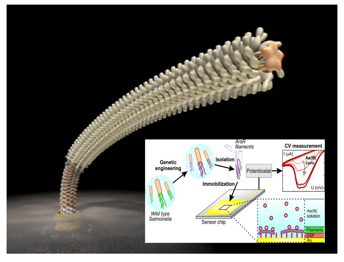 Nanoméretű bioszenzorok készítése