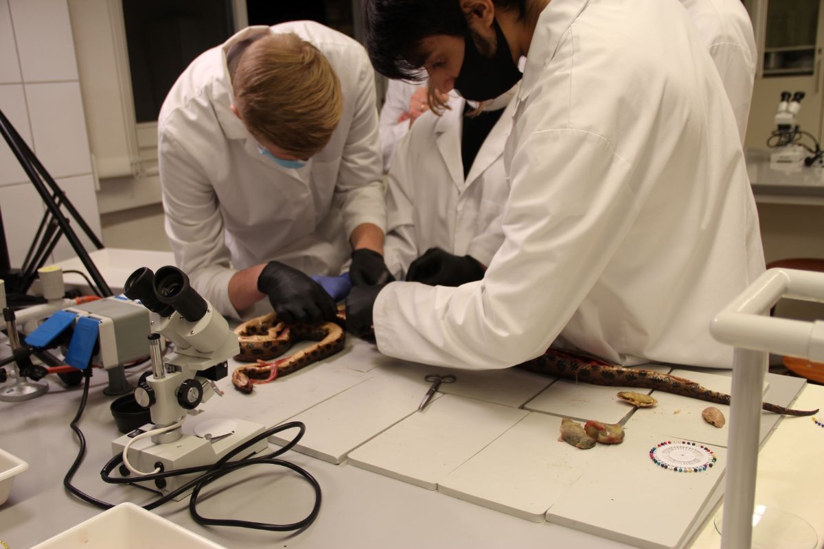 Anatómia gyakorlat-hüllő