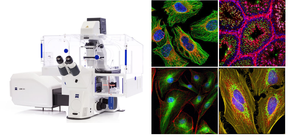 Mikroszkópos utazás a sejtek belsejében