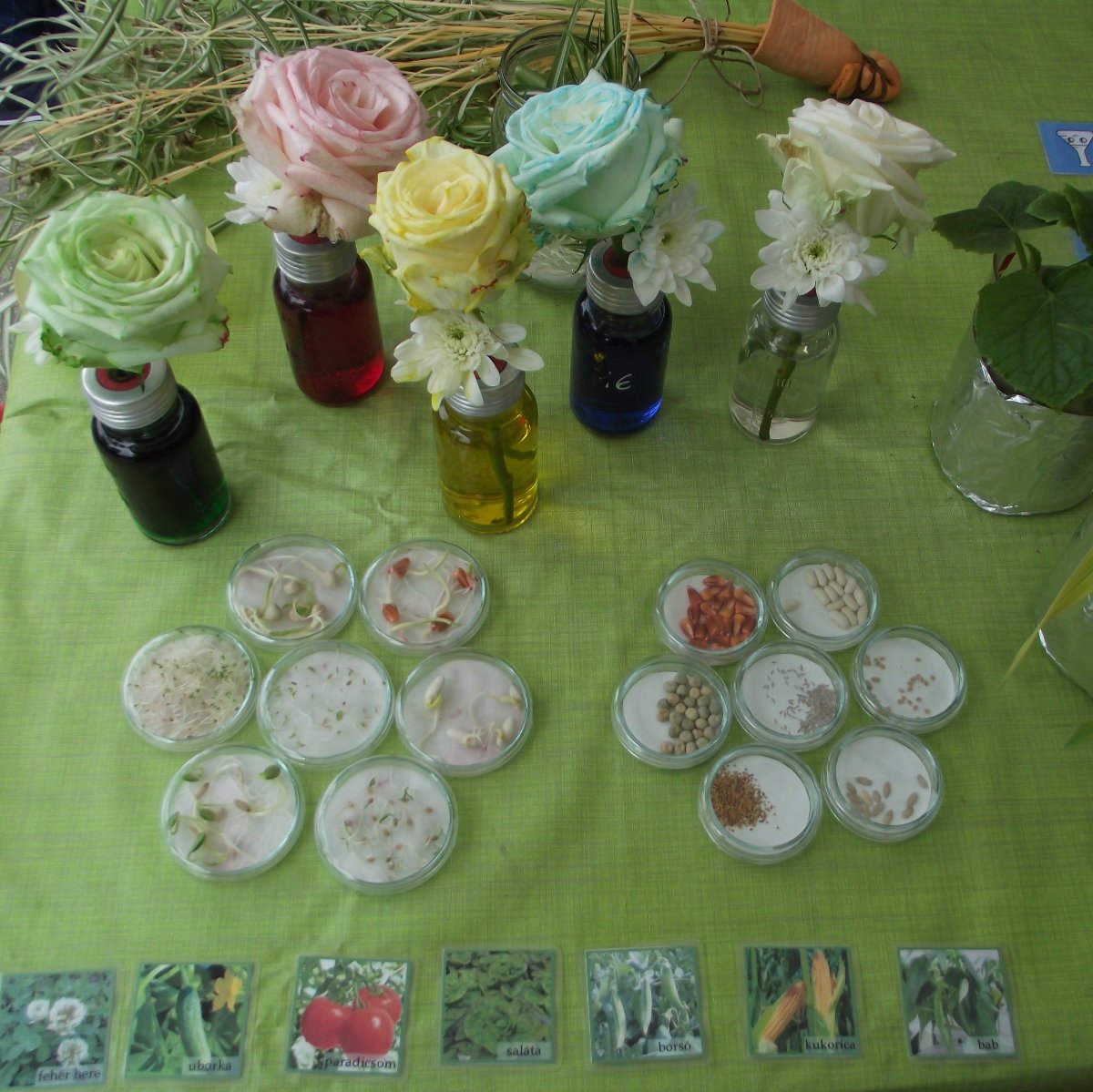 Láthatatlan gyökérlakók: a növények szövetségesei a mikorrhiza gombák