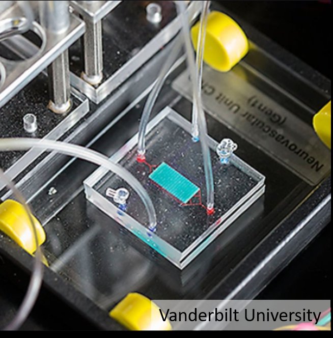 Agyi ér egy chipben – Szervek modellezése chiplaboratóriumi eszközökkel